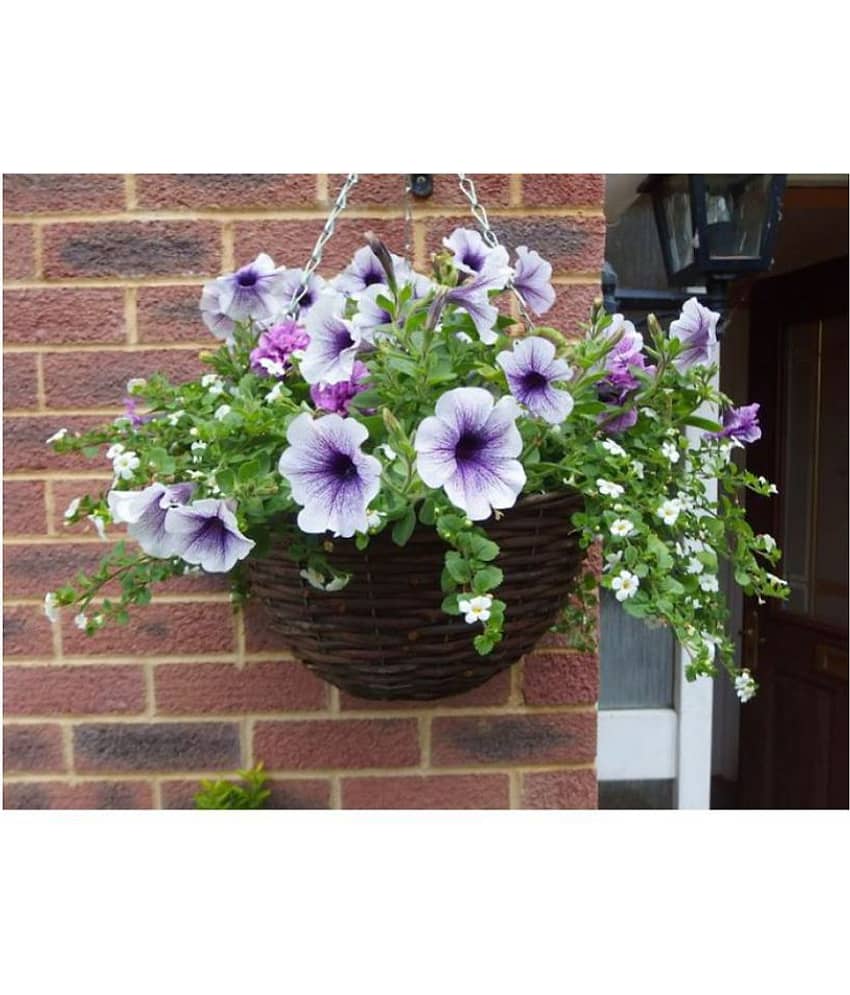 Funnel-Shaped Petunia Flower Seeds For Winter - Garden Flower Seeds
