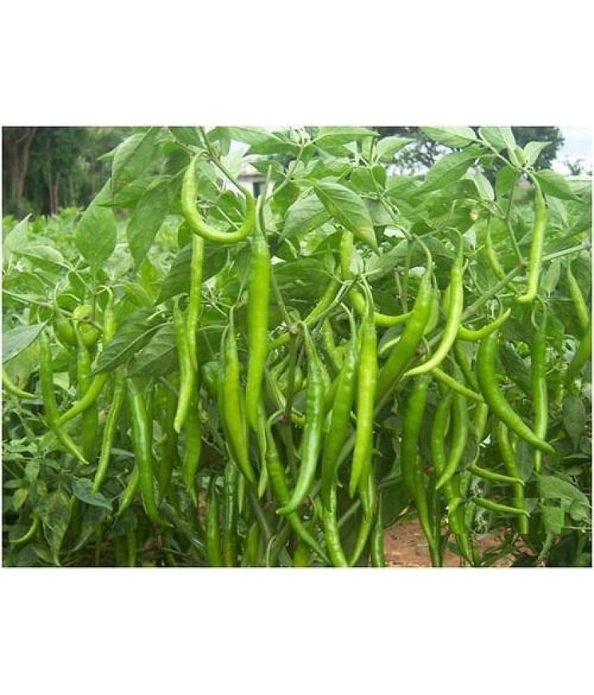 Vegetable Seed - Green chilli vegetable seeds F1 Hybrid Chilli Nagma 30 seeds