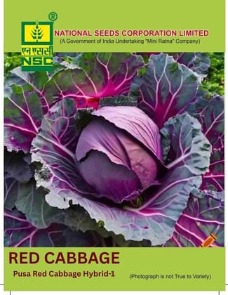 NSC Cabbage Pusa Red Cabbage Hybrid-1, 1gm