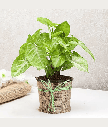 Live Green Syngonium Plant | Indoor Plant | House plants for air purification