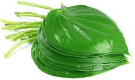 Betel Leaf Hydrosol