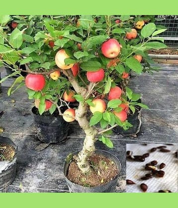 SHOP 360 GARDEN Malus domestica / Apple Fruit Seeds For Growing - Pack of 30 seeds
