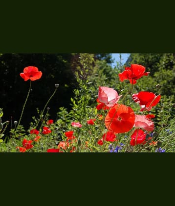 Poppy red flower 50 seeds pack with free cocopeat and user manual