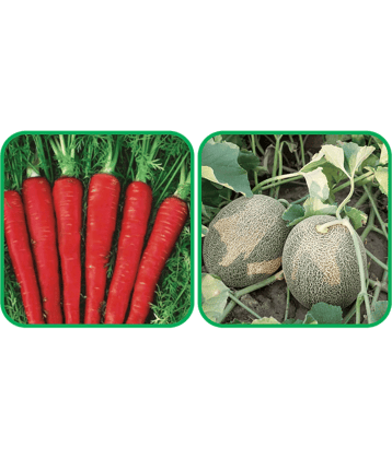 Aero Seeds Muskmelon ( 30 Seeds) And Red Carrot ( 200 Seeds) Vegetable Seeds Pack
