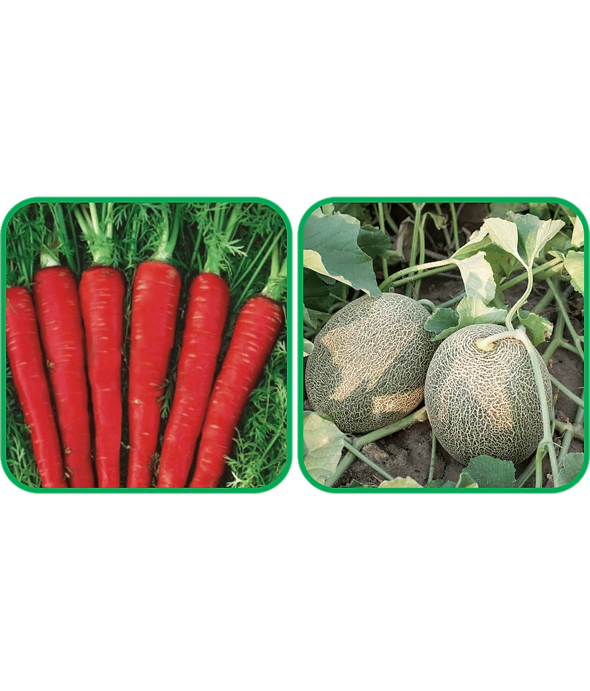 Aero Seeds Muskmelon ( 30 Seeds) And Red Carrot ( 200 Seeds) Vegetable Seeds Pack