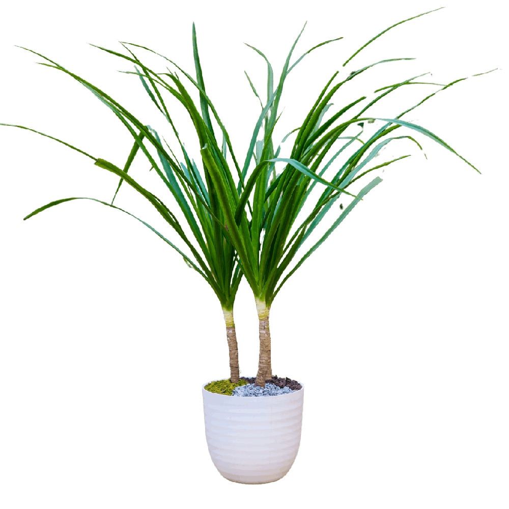 Birthright || Dracaena || Plant - Flowers | Buy online on ZillyBuy