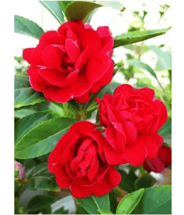 CLASSIC GREEN EARTH - Tube Rose Flower ( 70 Seeds )