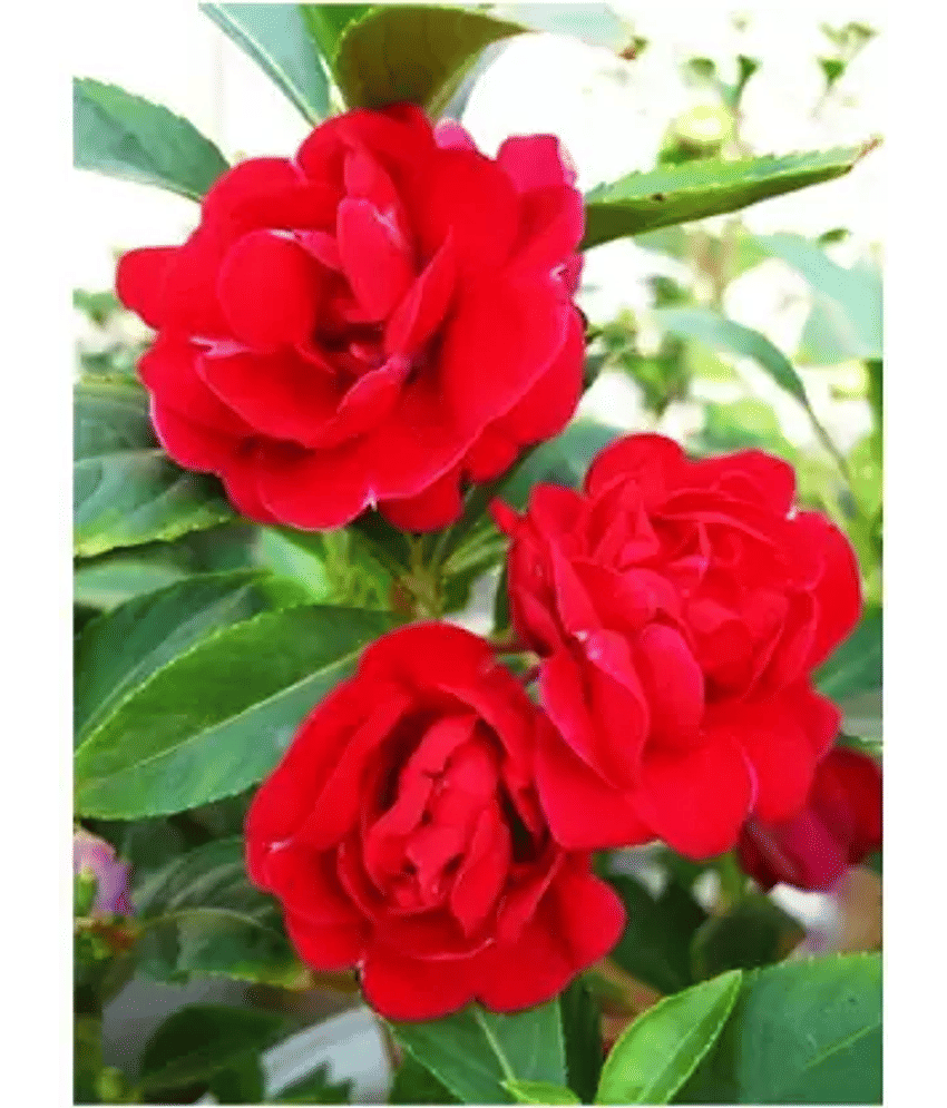 CLASSIC GREEN EARTH - Tube Rose Flower ( 70 Seeds )