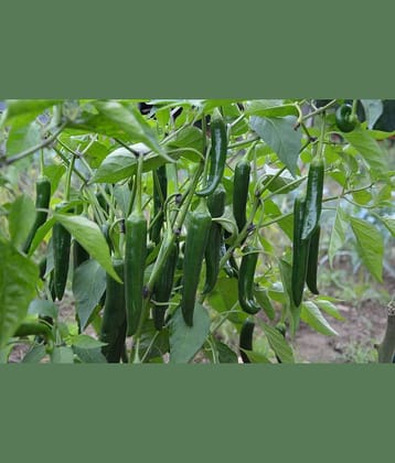 Green Chilli mirch 50+ seeds high germination seeds with instruction manual