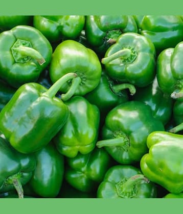 Jignisha Seeds Hybrid Green Chilli Vegetable ( 50 Seeds )