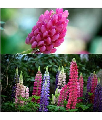 PREMIUM LUPIN FLOWER MIX COLOR 20 SEEDS PACK WITH MANUAL