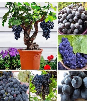 homeagro - Black Grape Fruit ( 20 Seeds )