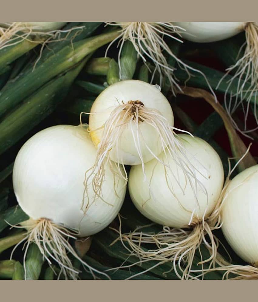 Onion white kanda puyaj 500 hybrid quality seeds high germination seeds with instruction manual