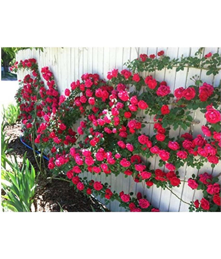 OhhSome Climbing Rose Bonsai APack of 5B Tree Seeds