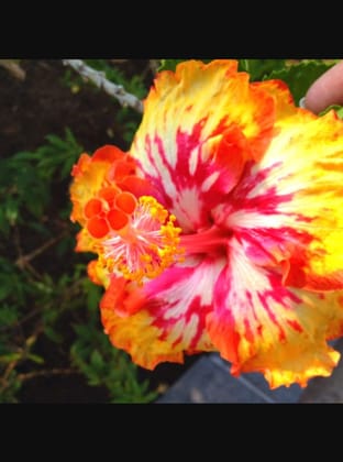 Austrelian Hibiscus Plant For Home Gardening