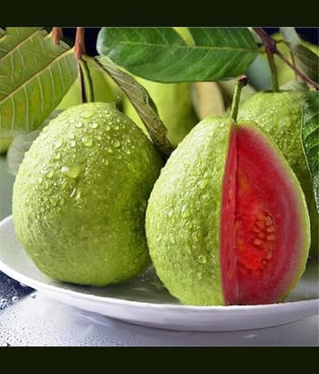 Red Guava (Lal Jamrukh Ke Beej) Vegetable Seeds Pack Of 100 | Organic | for Planting in Home Kitchen Terrace Balcony Gardening
