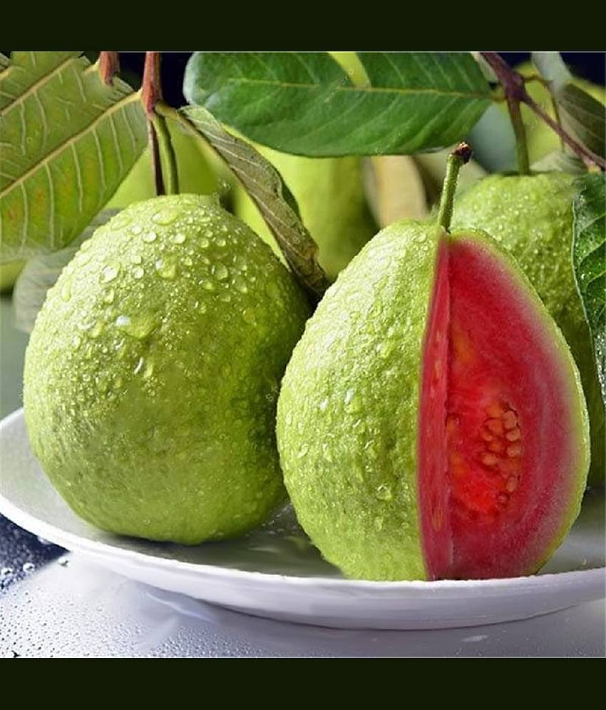 Red Guava (Lal Jamrukh Ke Beej) Vegetable Seeds Pack Of 100 | Organic | for Planting in Home Kitchen Terrace Balcony Gardening