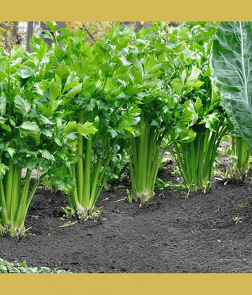 Exotic Green Celery Leaf (Ajmoda Patta ke beej) Vegetable Seeds Pack Of 100 | Organic | for Planting in Home Kitchen Terrace Balcony Gardening`