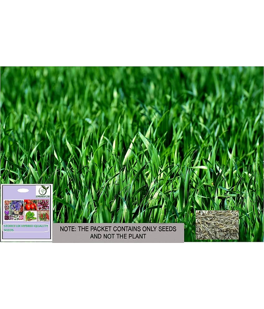 STOREFLIX Grass Grass ( 1000 Seeds )