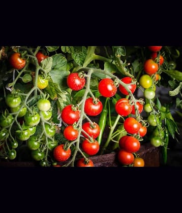 homeagro - Tomato Vegetable ( 100 Seeds )