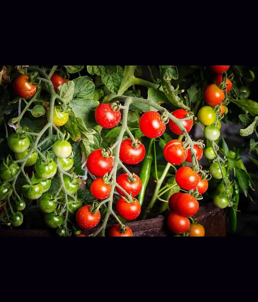 homeagro - Tomato Vegetable ( 100 Seeds )