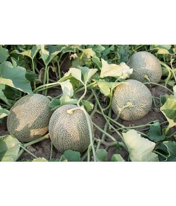 CLASSIC GREEN EARTH - Vegetable Seeds ( Hybrid Muskmelon Pack of 50 Seeds )