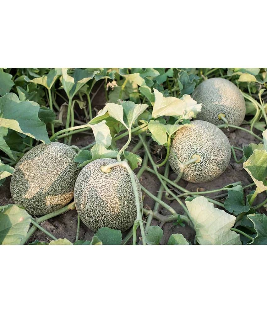 CLASSIC GREEN EARTH - Vegetable Seeds ( Hybrid Muskmelon Pack of 50 Seeds )