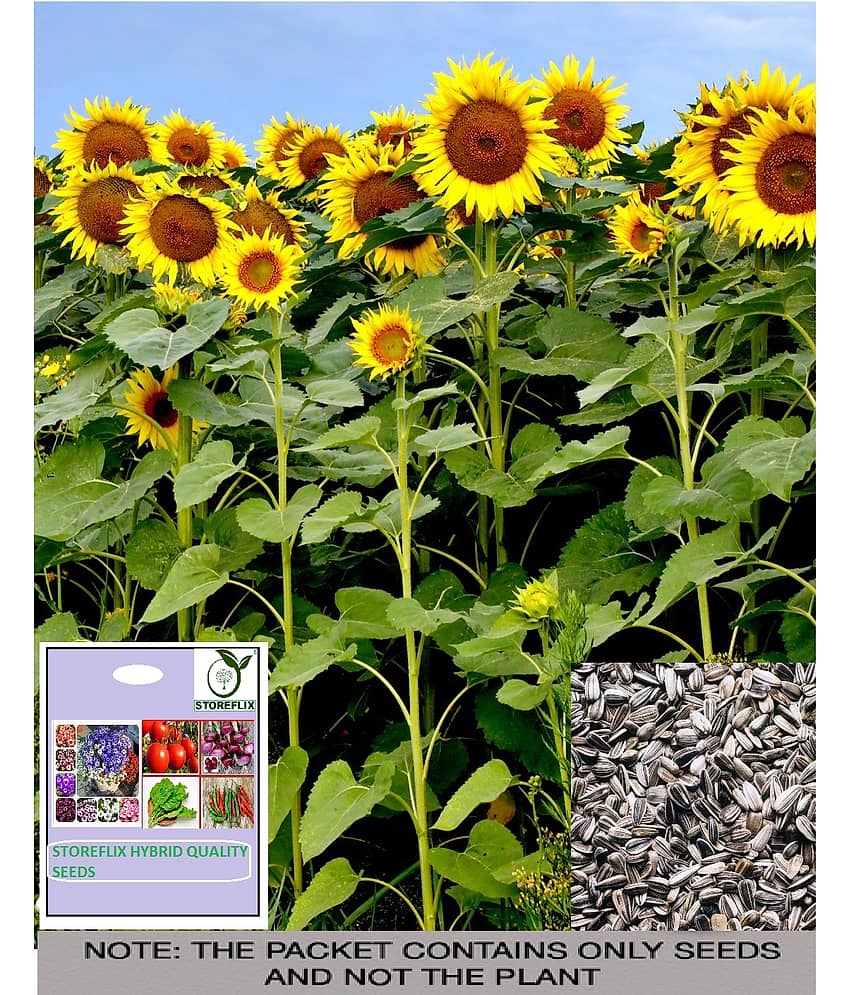 STOREFLIX Sunflower Flower ( 15 Seeds )