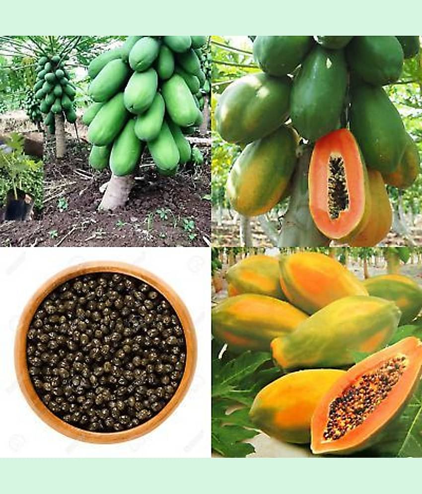 Flare Seeds Papaya Tree Open Polinated Selected Variety High Yeilding Gaint Plant Seeds For All Seasons Bonsai Suitable Fruit Seeds Garden Pack