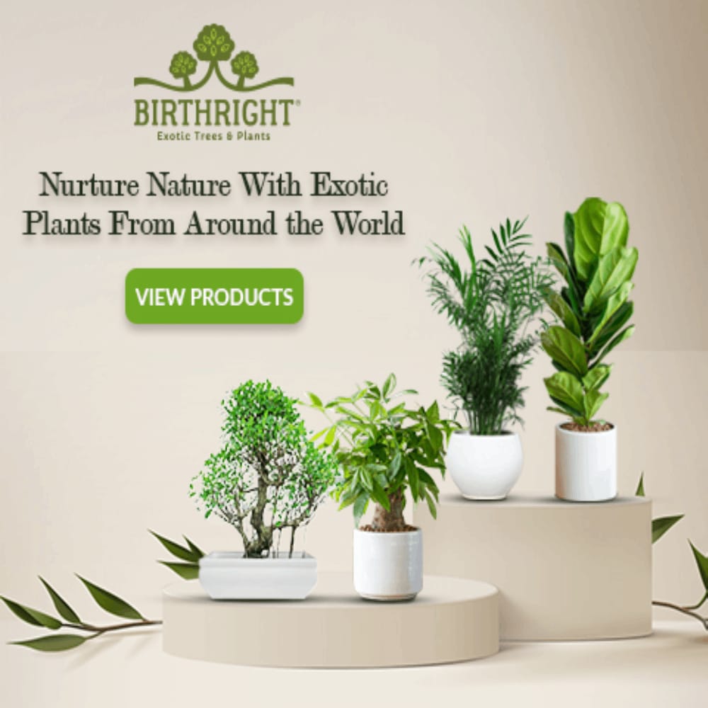 Birthright || Kokedama Dracaena || Plant - Flowers | Buy online on ZillyBuy