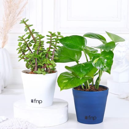 Money Jade Plant Set