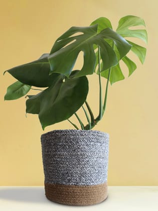 Monstera Deliciosa (X-Large)