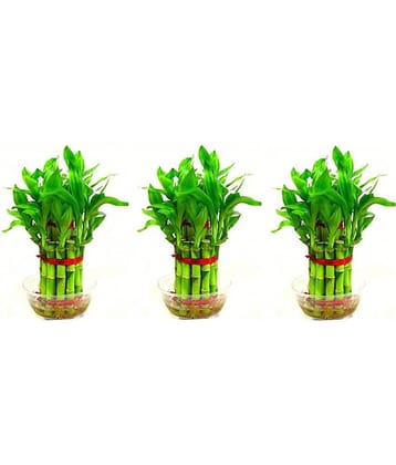Green plant indoor - Green Wild Artificial Flowers With Pot ( Pack of 3 )