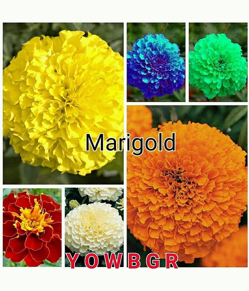 Maidenhair Marigold Assorted Color Seeds - 100 Seeds, Instruction Manual Inside Package