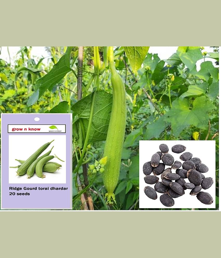 grow n know Sponge Gourd Vegetable ( 20 Seeds )