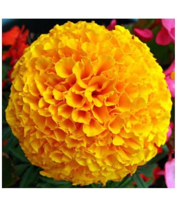 Marigold African Advance Seeds - Pack of 50 Premium Seeds