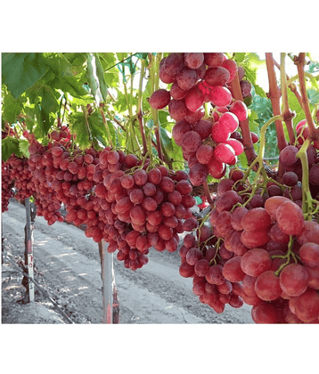 shivam organic seeds - Grapes Fruit ( 20 Seeds )