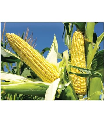 CLASSIC GREEN EARTH Farm seeds Hybrid maize sweet corn 1 packet seeds (50 seeds)