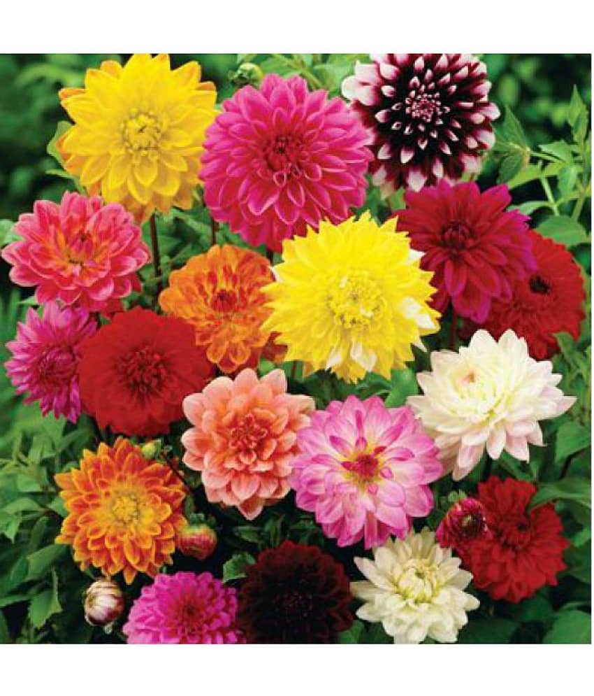 homeagro - Zinnia Mixed Flower ( 20 Seeds )