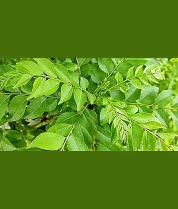 CLASSIC GREEN EARTH - Celery Herb ( 100 Seeds )