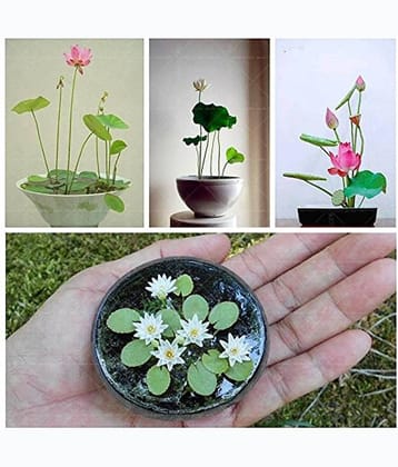 Organic Lotus Flower Seeds ( Mixed Varieties 10 Seeds Pack )