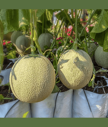Jignisha Seeds Hybrid Kharbooja Fruit ( 30 Seeds )