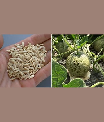 Musk melon kharbuja 50 seeds high germination seeds with instruction manual