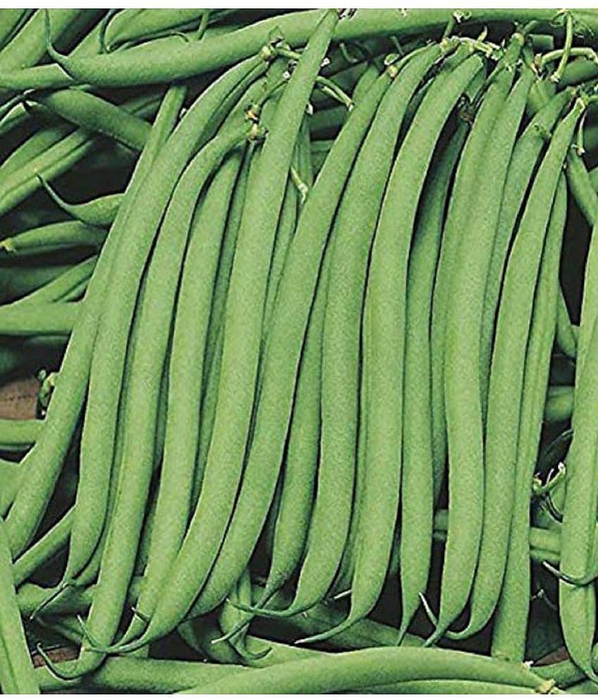 CLASSIC GREEN EARTH - French Bean Vegetable ( 30 Seeds )