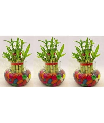 Green plant indoor - Green Wild Artificial Flowers With Pot ( Pack of 3 )