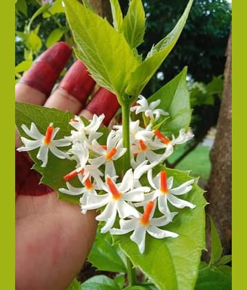 Cloud Farm Outdoor Flower Plant ( Pack of 2 )