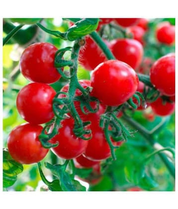 Cherry Tomato High Quality Seeds - Pack of 50 Hybrid Seeds