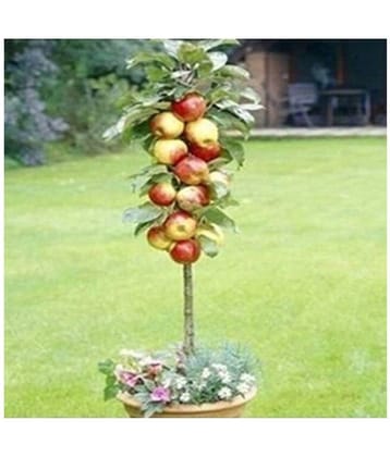 Azalea Gardens Dwarf Apple Seeds Miniature Apple Tree Sweet organic 10 seeds