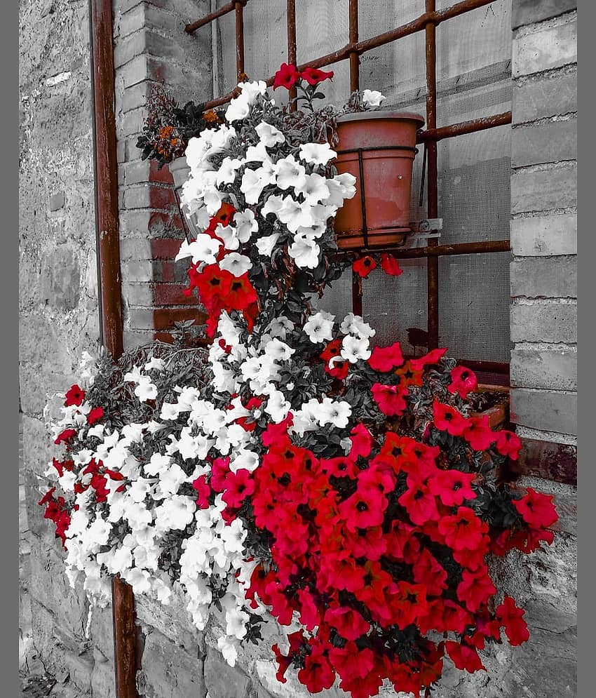 Mix Petunia Flower Seeds - 50 Seeds Pack
