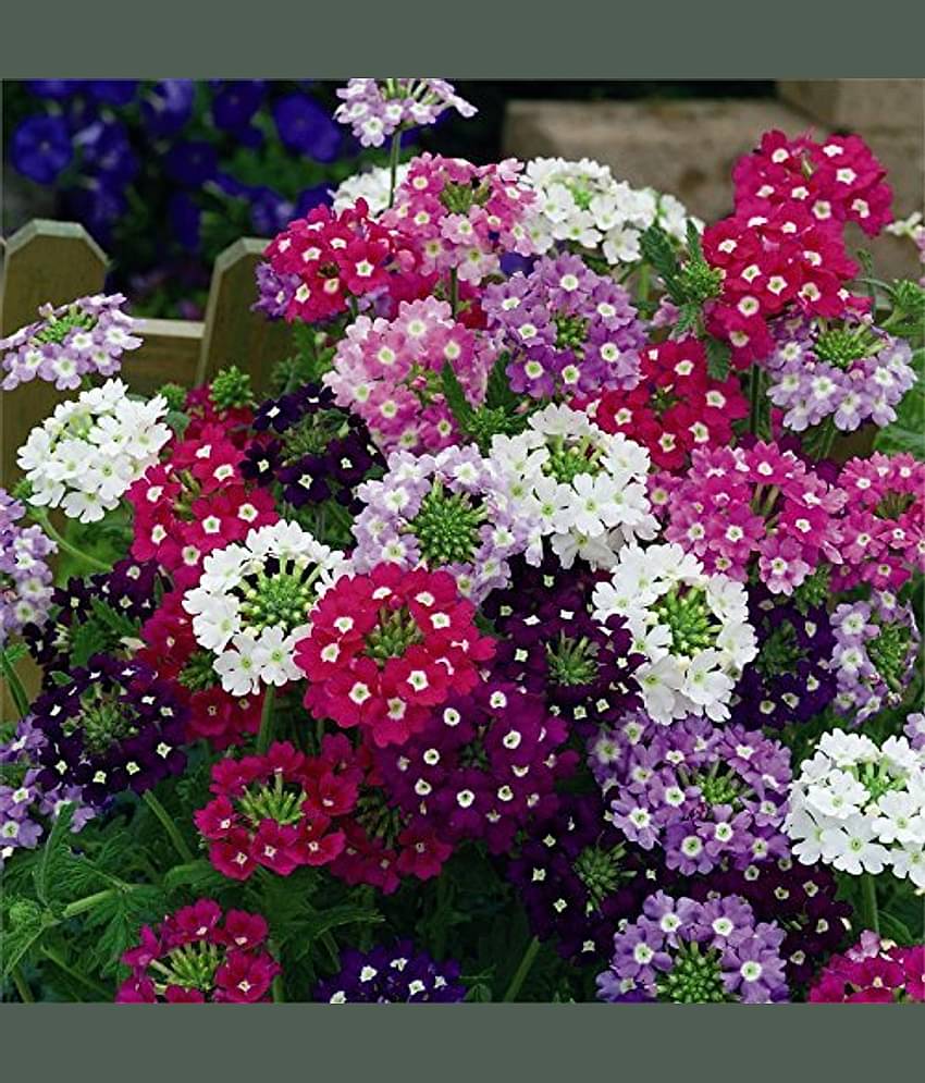 Leafy Tales Verbena- Flower Seeds for Balcony Gardening, 50 seeds
